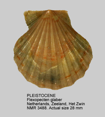 PLEISTOCENE Flexopecten glaber.jpg - PLEISTOCENE Flexopecten glaber (Linnaeus,1758)
